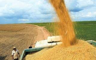 Exportações de soja caíram 38% em volume nos últimos doze meses. (Foto: Divulgação)