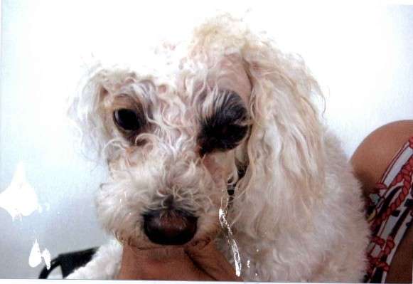 Pet shop &eacute; condenado a pagar R$ 5 mil ap&oacute;s poodle voltar ferido do banho