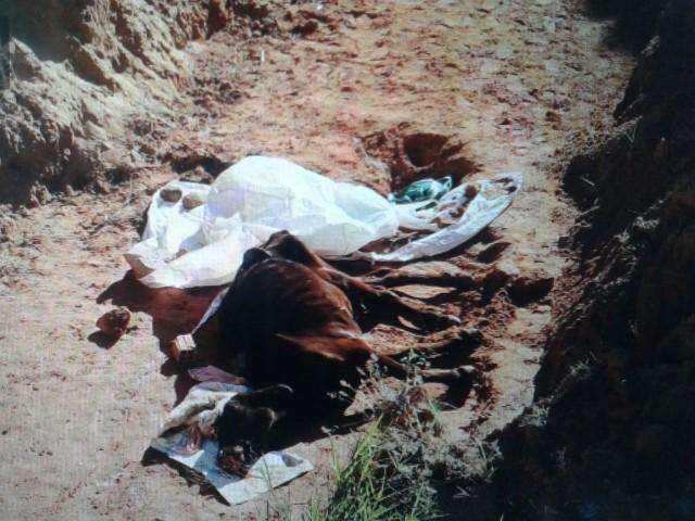 Vaca &eacute; sacrificada depois de ficar um dia agonizando em cratera 