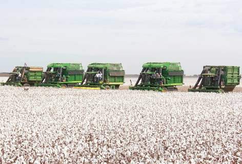 Leilões de trigo e algodão negociarão 18 mil toneladas nesta semana 