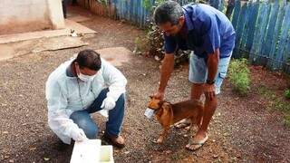 Exames de sangues estão sendo realizados em cães e o resultado sai de imediato. (Foto: Prefeitura de Ladário)