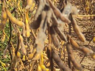 Venda futura de soja chega a 45% na safra 2012/2013. (Foto: Arquivo/Campo Grande News)