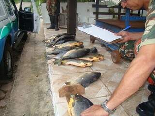 Peixes têm tamanho inferior ao permitido (foto: divulgação)