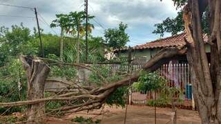 Durante o temporal, uma árvore caiu nos fios de energia deixando parte das casas da Rua Tupan sem luz. (Foto: Yarima Mecchi)