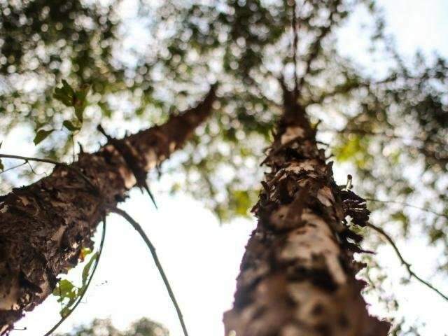 Reflore MS confirma viabilidade da f&aacute;brica de celulose em Ribas