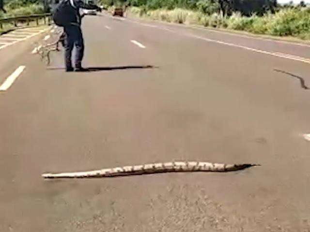 Motoristas param e jiboia consegue atravessar rodovia movimentada com calma