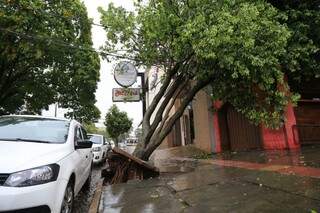 Árvore foi parcialmente arrancada e ameaça pedestres na Rua Rio Grande do Sul (Foto: Gerson Walber)