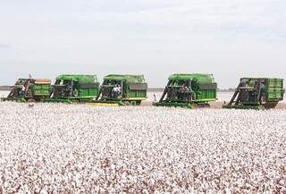 Leilão  negociou 2,5 mil toneladas de algodão de MS (Foto: Norbertino Angeli/Jovem Sul News)