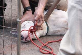 Após ser controlada, cadela foi recolhida em uma gaiola pelos bombeiros e agentes do CCZ (Foto: Marcos Ermínio)