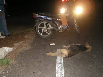  Cachorro na pista provoca acidente com moto na MS-384, perto de Caracol