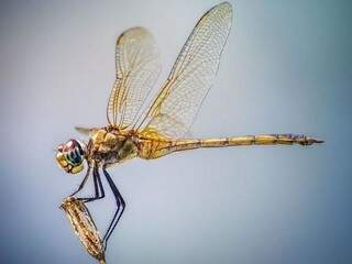 A beleza da libélula flagrada por Valter Patrial.