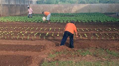 Detentos cultivam horta e alimentos ajudam entidades filantrópicas