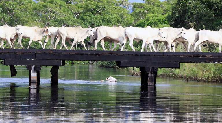 Estradas e pontes asseguram travessia das comitivas no Pantanal em meio à chefia. Fotos: Edemir Rodrigues