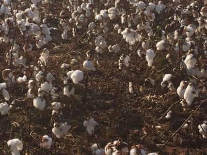 Frio deve atrasar início da colheita do algodão na região norte de MS