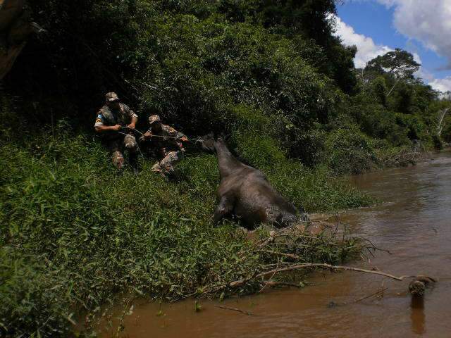  Cavalo ilhado durante cheia em rio &eacute; resgatado pela PMA em Bela Vista