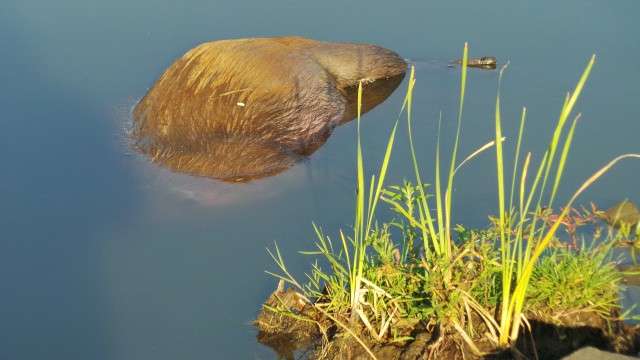 Moradores encontram capivara morta em lagoa, caso ser&aacute; investigado