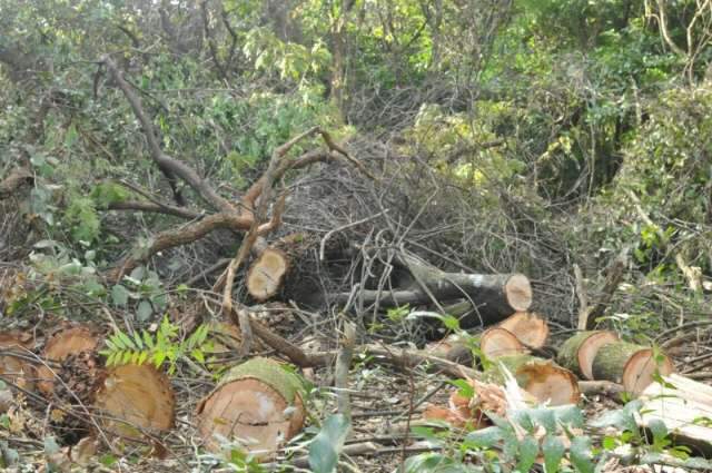 Deputados querem mudan&ccedil;a de obra da PGE para evitar desmatamento