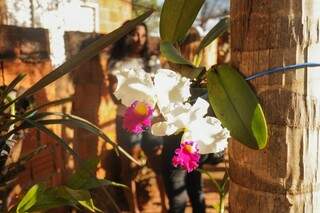 Flores dão alegria ao jardim e à vida de Roseli. (foto: Paulo Francis)