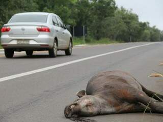 Animal atropelado em rodovia de MS (Foto: Marcos Ermínio)