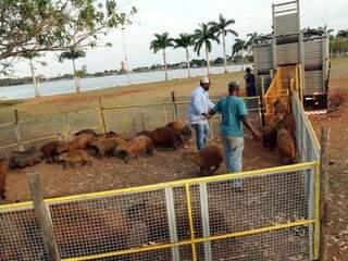Trinta e dois animais foram retirados da lagoa nesta semana (Foto: Divulgação/Prefeitura de Três Lagoas)