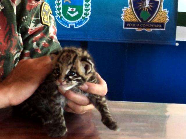 Filhote de on&ccedil;a que &ldquo;velava&rdquo; a m&atilde;e atropelada na BR-163 &eacute; resgatado