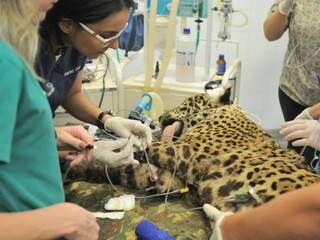 Animal estava internado no Hospital Veterinário da UFMS (Foto: Divulgação)