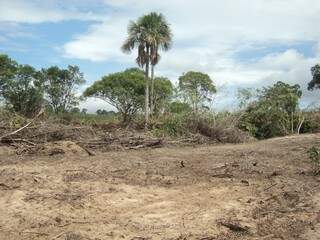 Ao todo, o proprietário da fazenda desmatou 19 hectares sem autorização ambiental. (Foto: Divulgação)