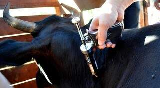 Animal sendo imunizado contra febre aftosa (Foto: Divulgação) 