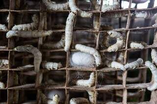 Lagartas produzem o próprio casulo, que rende 1.200 metros de fio de seda, cada (Foto: Gazeta do Povo)