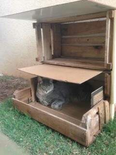 A gatinha Tubisco que ganhou uma nova casa. (Foto: Arquivo Seu Pet Star)