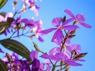 Flores na manhã deste sábado em Campo Grande (Foto: Marina Pacheco)