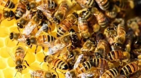 Calor favorece ocorrências envolvendo abelhas; em 15 dias foram 111 no Estado