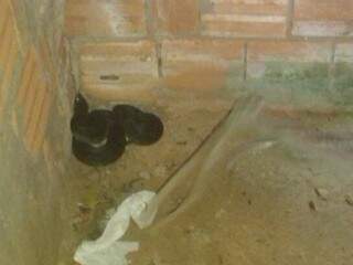 Cobra venenosa foi capturada no banheiro de uma casa no bairro Alta Floresta. (Foto: Diário Corumbaense)