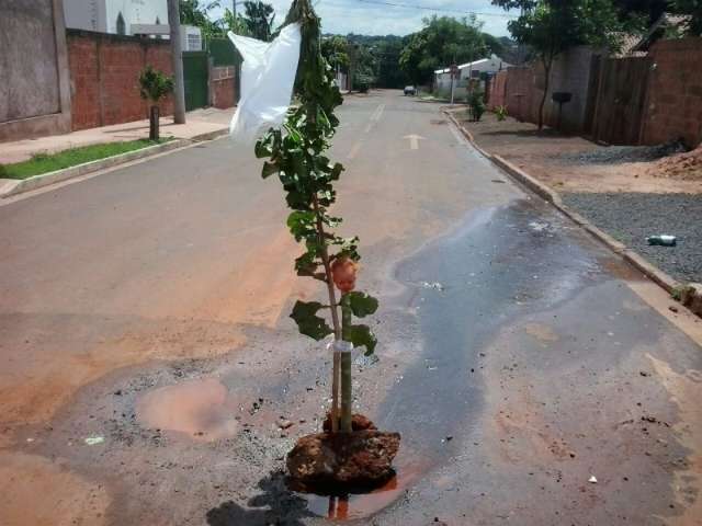 Morador usa planta para sinalizar vazamento de &aacute;gua em rua do Aero Rancho