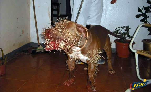  Mais um pit bull se d&aacute; mal ao enfrentar porco-espinho, agora em S&atilde;o Gabriel
