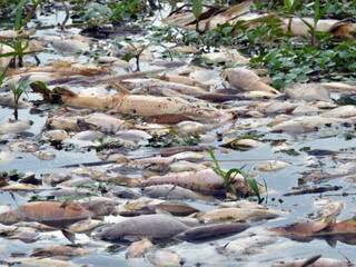 Milhares de peixes aparecerma mortos no Rio Negro.