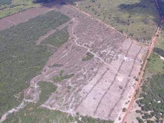 Área de 80 ha desmatado em APA na região rural de Rio Verde, em Mato Grosso do Sul (Foto: Antonio Roberto)
