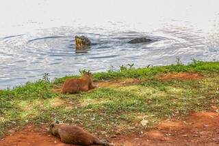 Enquanto as capivaras relaxam, o jacaré aproveita para fazer uma &quot;boquinha&quot; no Lago do Amor (Foto: Paulo Francis)