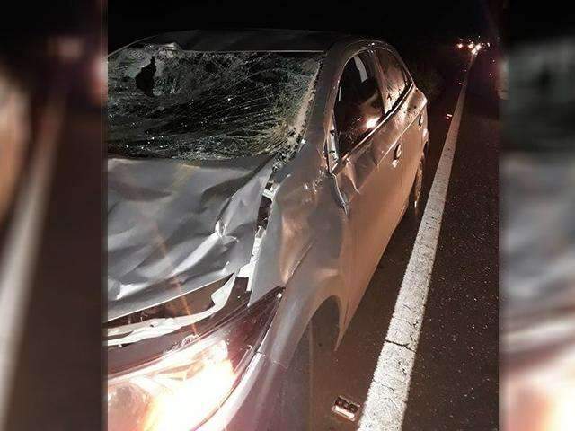 Ve&iacute;culo atropela cavalo na rodovia e para-brisa fica destru&iacute;do