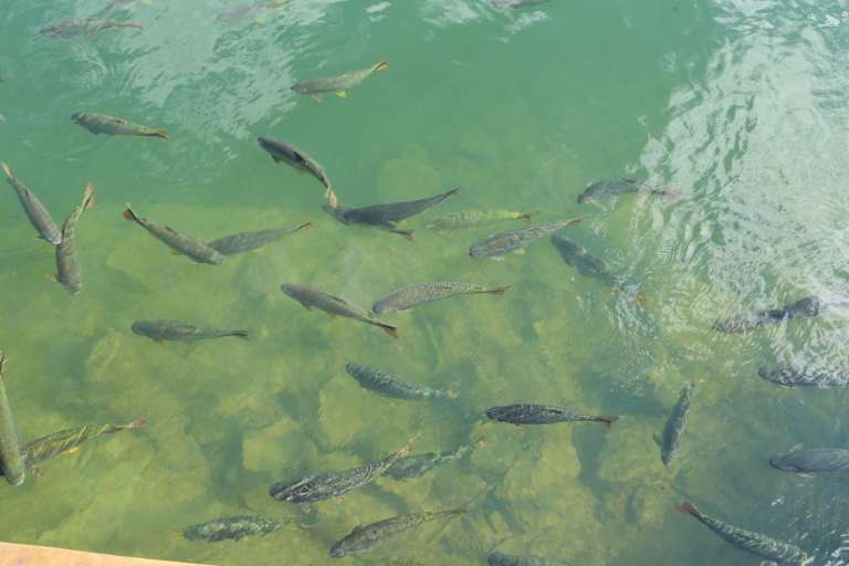 Peixes nos aquários naturais de Bonito. (Foto: Kisie Ainoã)