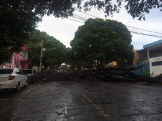 Árvore bloqueou a Rua Antônio Mario Coelho (Foto: Kerolyn Araújo)