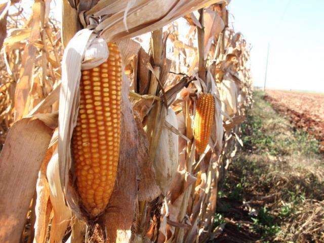 Geada antes da colheita pode prejudicar 200 mil hectares de milho