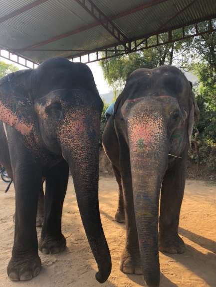 Elefantes indianos com pinturas em suas trombas.