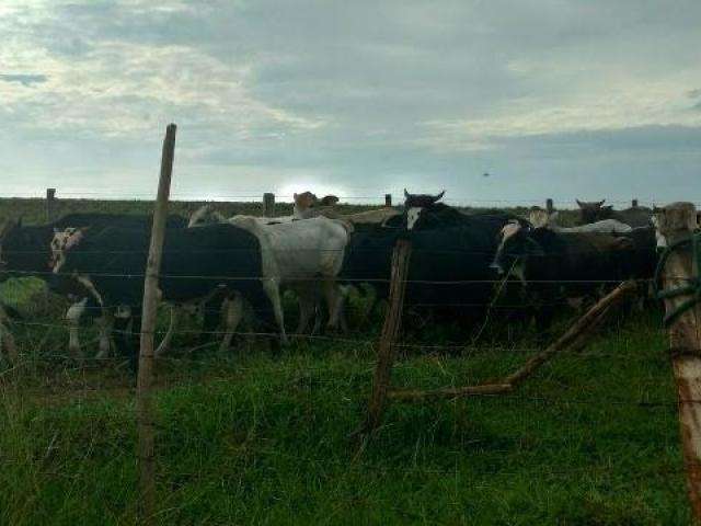 Assentado &eacute; multado em R$ 10 mil por criar gado em &aacute;rea protegida