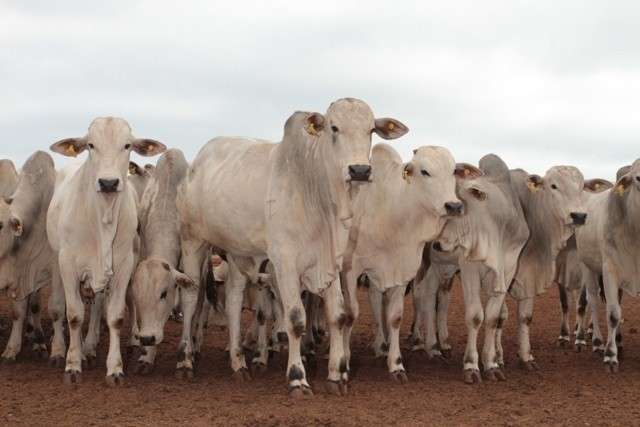 Safra de milho colabora para alta de 8,4% no valor da produ&ccedil;&atilde;o agr&iacute;cola