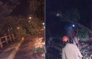 Leitora registrou queda de árvore em avenida que liga Corumbá a Ladário. Corpo de Bombeiros registrou queda de 7 árvores. (Foto: LizahLima/ Corpo de Bombeiros /Divulgação)