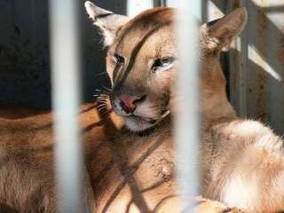 Animal está no Cras (Centro de Recuperação de Animais Silvestres) em Campo Grande (Foto: Divulgação/Semade)