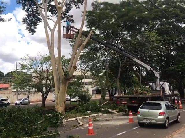 Retirada de &aacute;rvore em risco de queda vai durar 3 dias na Ricardo Brand&atilde;o