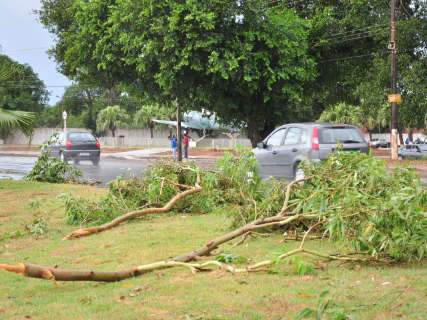 Vento de 120 km/h atinge Capital e derruba árvores nesta 5ª feira