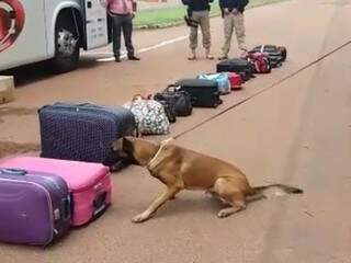 Cão farejador durante as buscas na bagagem.(Foto: DivulgaçãoPRF) 